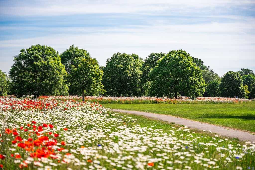 Red poppies and white daisies in a wildflower meadow for Huntingdonshire biodiversity improvements in Priory Park