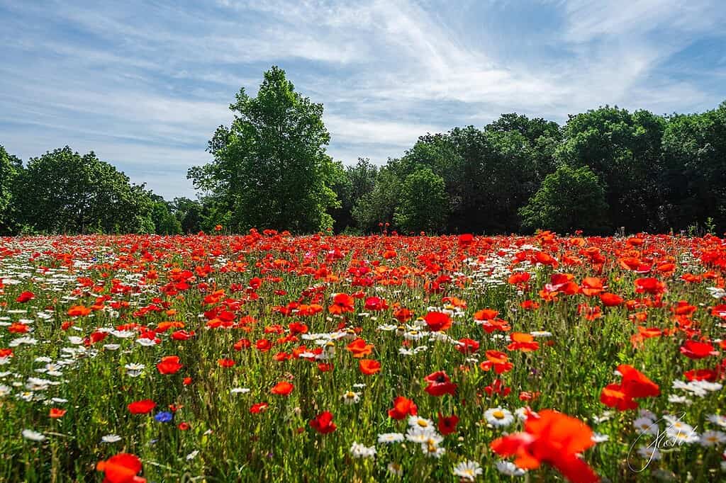 Dense field of blooming red poppies for Huntingdonshire biodiversity improvements in Priory Park