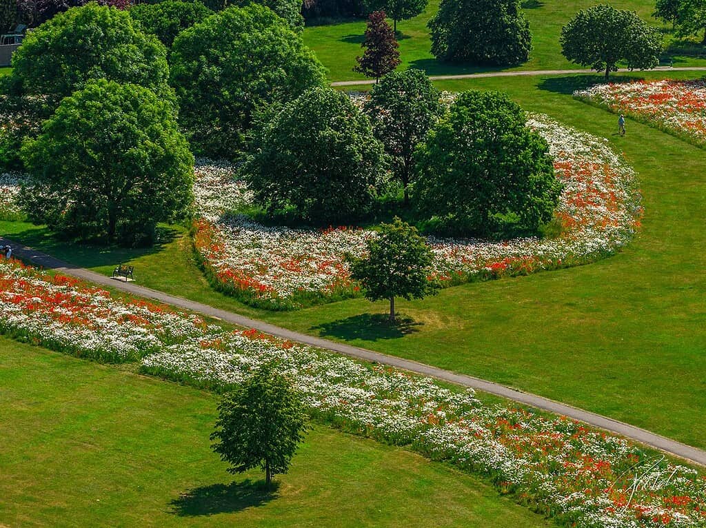 Aerial view of wildflower meadow planting for Huntingdonshire biodiversity improvements in Priory Park
